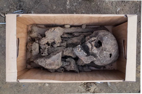 Escavação arqueológica com esqueletos — Fotografia de Stock
