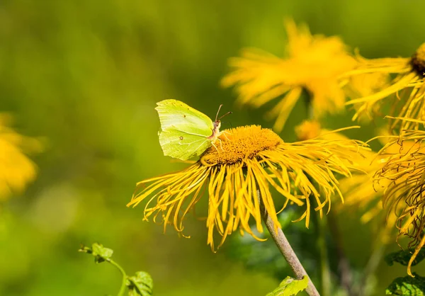 Kalp Oxeye sarı yaprakları ile — Stok fotoğraf