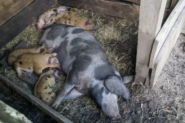 Domuz yavruları ve ekmek