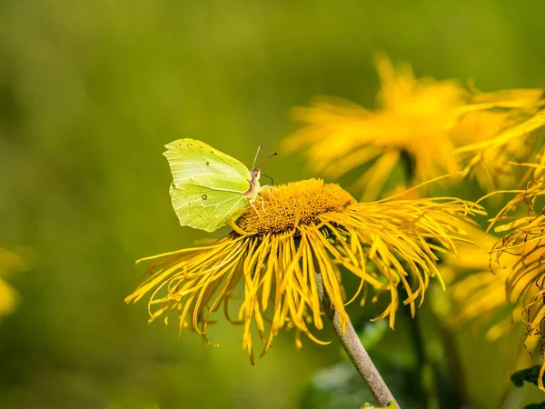 Heartleaf Oxeye with yellow petals — Stock Photo, Image