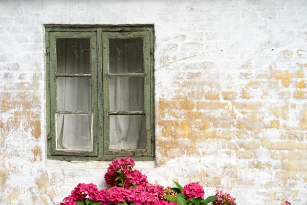 Hortensie in prächtiger roter Blüte — Stockfoto