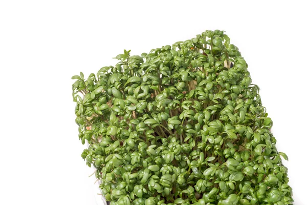 Ekologiska levande gröna krasse — Stockfoto