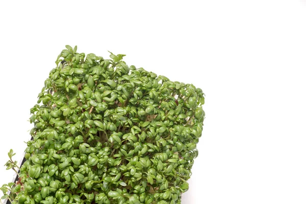 Organik canlı yeşil tere — Stok fotoğraf