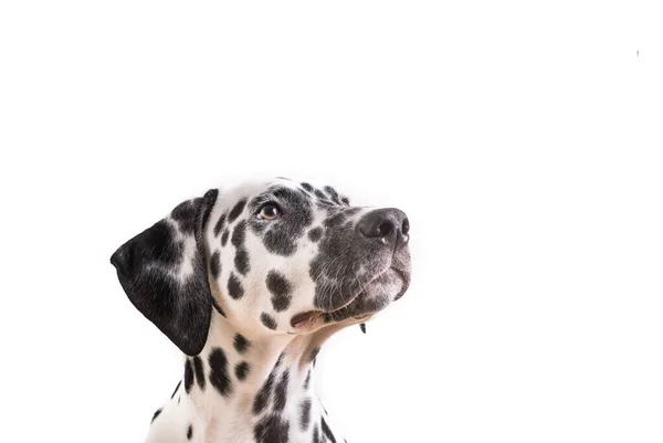 Beyaz Arka Plan Üzerinde Izole Bir Genç Dalmaçyalı Köpeklerin Headshot — Stok fotoğraf