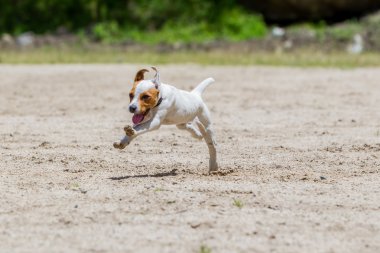 Jack Russell Terrier Running With Full Speed clipart