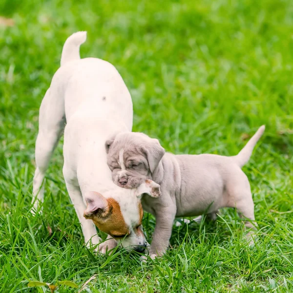 Napolitano mastín cachorro jugando con un gato russel terrier adulto — Foto de Stock
