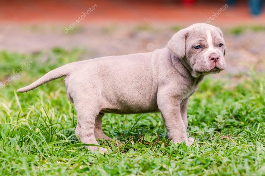 Cute Neapolitan Mastiff Puppy Neapolitan Mastiff Dog With Powerful