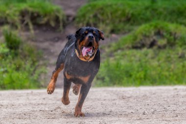 Yağmur altında çalışan rottweiler köpek