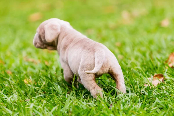 Neapolitan Mastiff Puppy Ass — Φωτογραφία Αρχείου