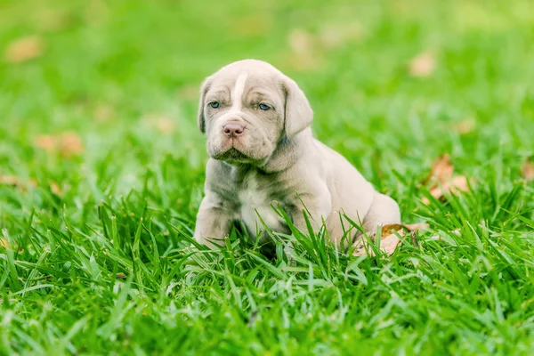 Neapolitan Mastiff θηλυκό κουτάβι συνεδρίαση — Φωτογραφία Αρχείου