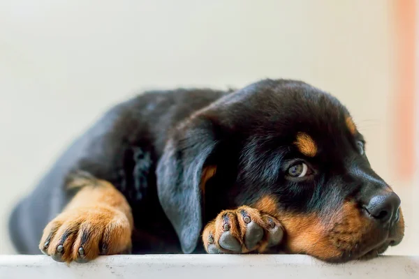 Cachorro de perro Rottweiler Descansando en la mesa — Foto de Stock