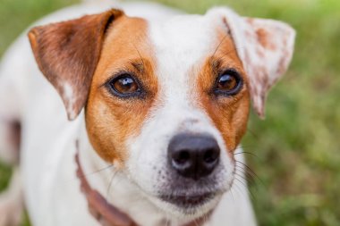 Jack Russell Terrier dişi köpek portre, etkileyici göz