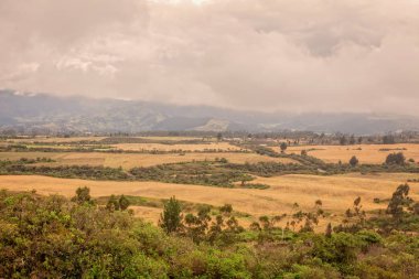 Yeşil bitkileri tarım alanı