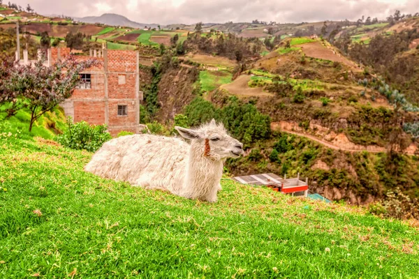 Портрет біла лама, відпочиваючи в луг — стокове фото