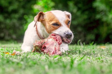 Jack Russell Terrier köpek yemek bir çiğ kemik