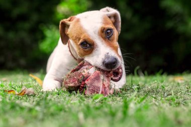 Genç Jack Russell Terrier köpek yemek bir çiğ kemik