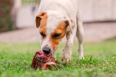 Parson Russell Terrier köpek yemek büyük bir ham kemik