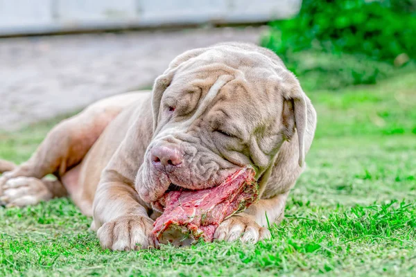 Gri Napoliten Mastiff köpek yemek bir çiğ kemik