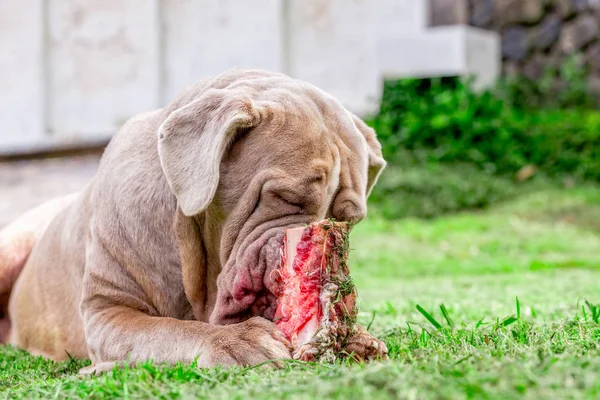 Kvinnliga napolitansk Mastiff hund äta en rå ben — Stockfoto