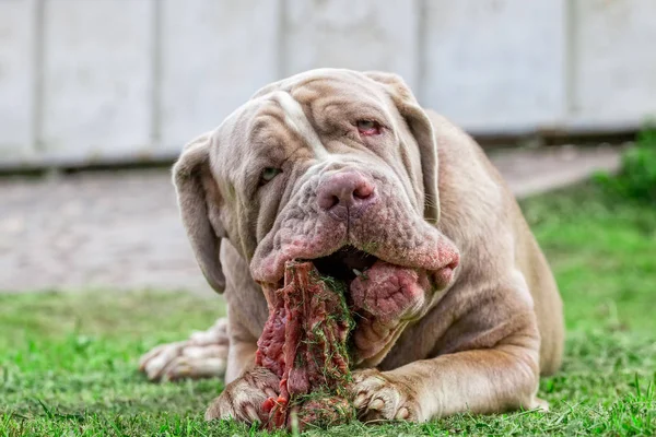 Unga napolitansk Mastiff hund äta en rå ben — Stockfoto