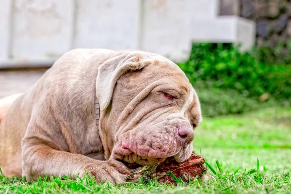 Napolitansk Mastiff ung hund gärna tugga ett råa ben — Stockfoto