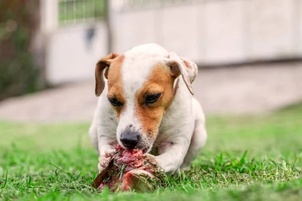 Jack Russell Terrier genç köpek mutlu büyük bir ham kemik çiğneme