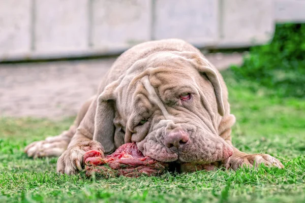 Neapolitan Besar Mastiff Dog Makan Bone mentah Stok Gambar