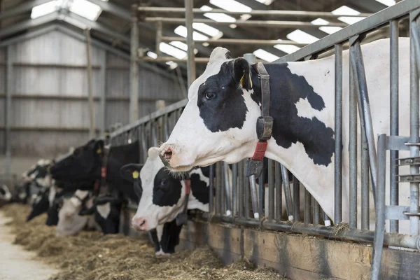 Vacas em um estábulo em uma fazenda leiteira — Fotografia de Stock