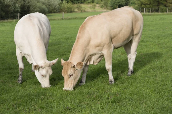 Duas vacas leves pastando Jersey — Fotografia de Stock