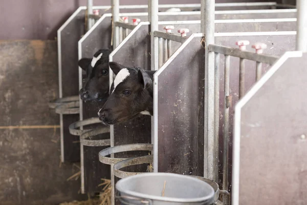 Bezerros recém-nascidos em uma fazenda — Fotografia de Stock
