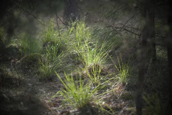 Az erdő kivilágított fű — Stock Fotó