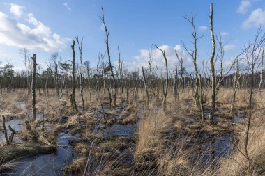 Doğa rezerv Wooldse veen içinde Winterswijk Hollanda