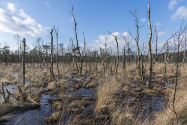 Nature reserve the Wooldse veen in Winterswijk in the Netherlands clipart