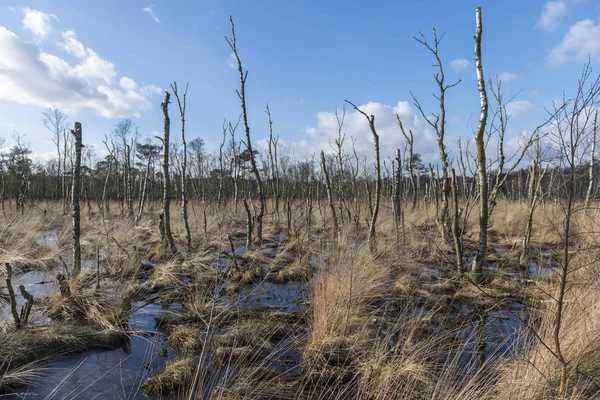 Naturreservat i Wooldse veen i Winterswijk i Nederländerna — Stockfoto