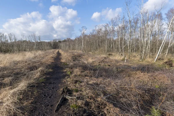 Naturreservat i Wooldse veen i Winterswijk i Nederländerna — Stockfoto