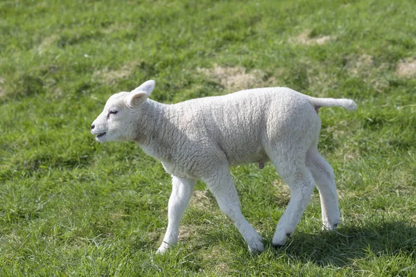 Lilla lamm på en gräsmatta — Stockfoto