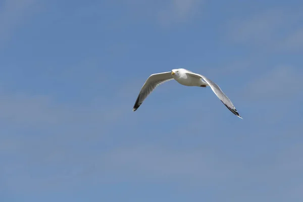 Aves marinhas a gaivota contra um céu azul — Fotografia de Stock