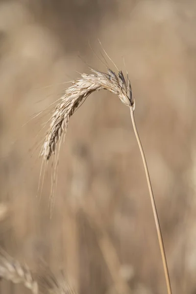 Egyetlen szárú kukorica részletezése — Stock Fotó