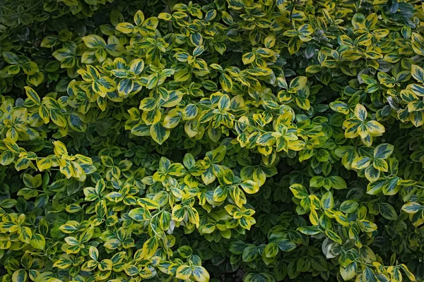 Foto de uma planta densa — Fotografia de Stock