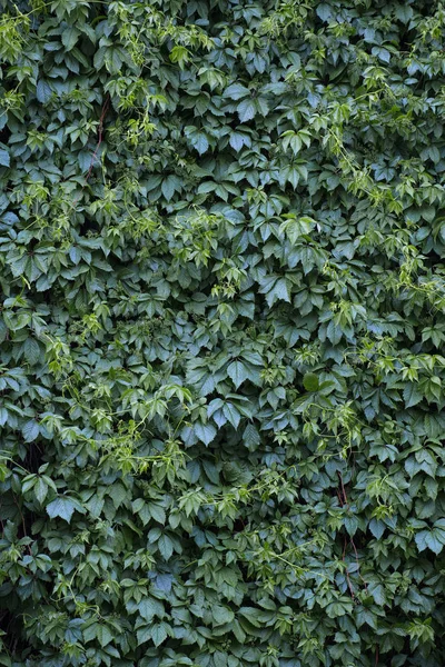 Pared de la planta de escalada —  Fotos de Stock