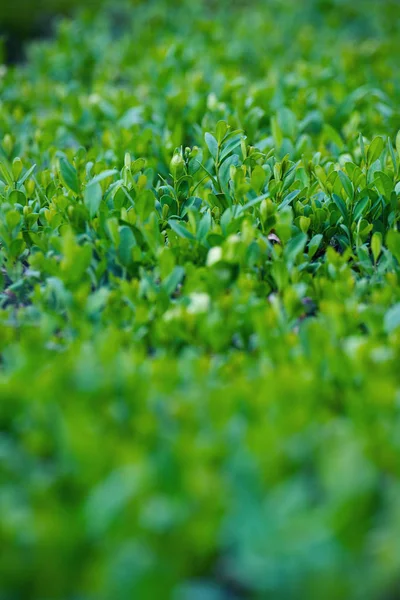 Arbusto verde denso — Fotografia de Stock