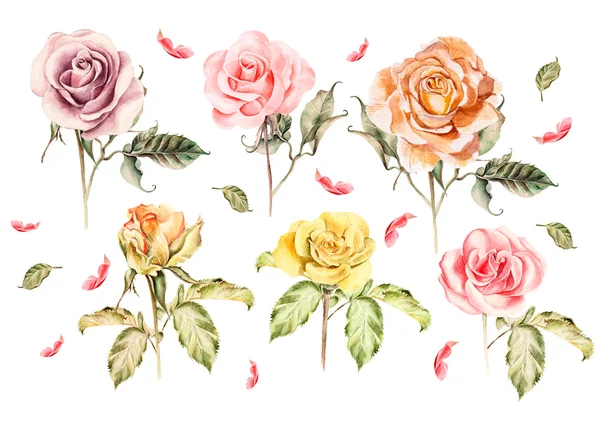 Watercolor set with different roses. — Stock Photo, Image