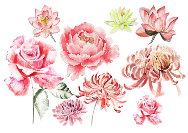 Watercolor set with flowers of rose , peony , chrysanthemum. — Stock Photo, Image