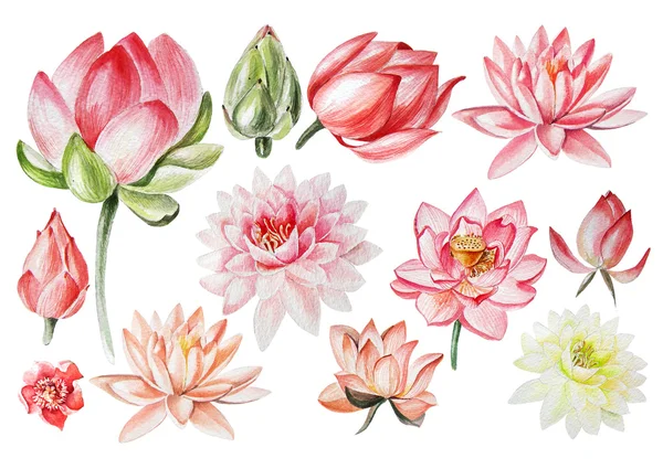 Watercolor set with lotus flowers . — Stockfoto