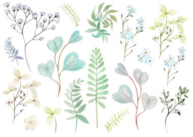 Suluboya kümesiyle unut-bana çiçekler, kır çiçekleri, okaliptüs yaprakları.