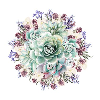 Güzel suluboya buket succulents ve lavanta. Böğürtlen. 