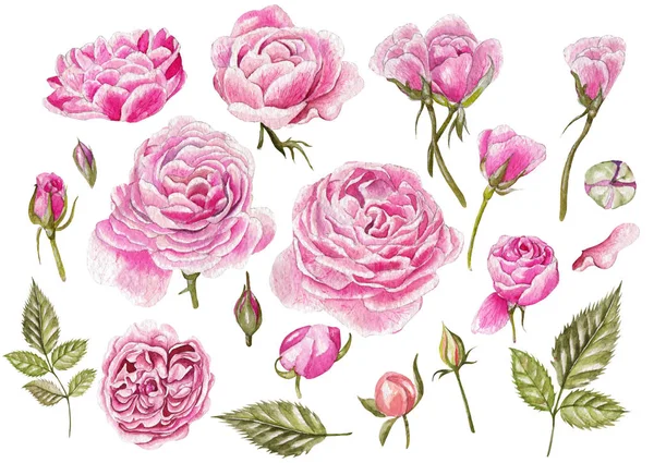 Watercolor set with different roses. — Stock Photo, Image