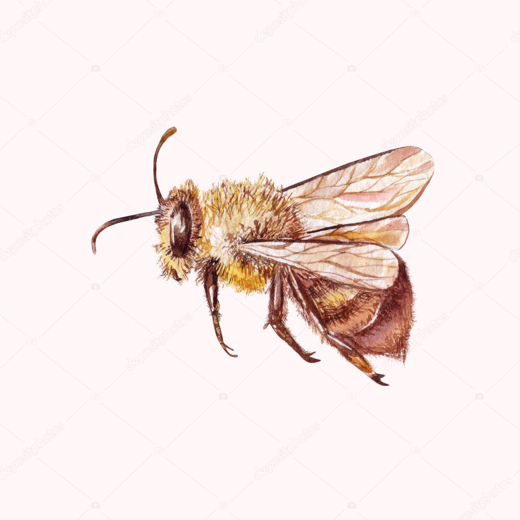 Beautiful Watercolor bee. 