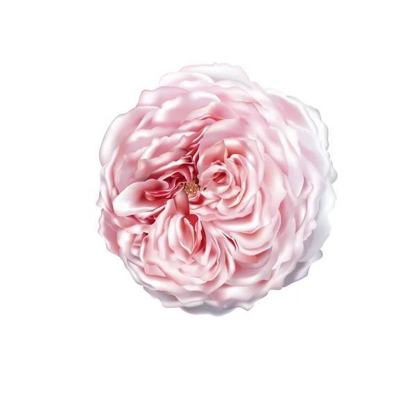 Rosa Rosa isolata su sfondo bianco. Rete foto-realistica i — Foto Stock