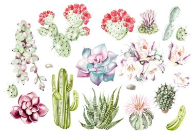 Suluboya kaktüsler ve succulents ile ayarlayın. İllüstrasyon